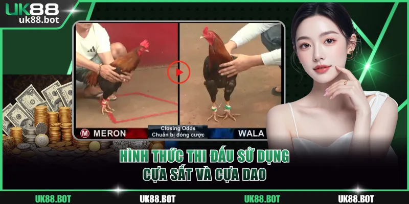 Hình thức thi đấu sử dụng cựa sắt và cựa dao